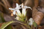 Trailing arbutus